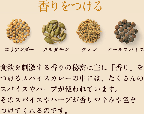 香りをつける 食欲を刺激する香りの秘密は主に「香り」をつけるスパイスカレーの中には、たくさんのスパイスやハーブが使われています。そのスパイスやハーブが香りや辛みや色をつけてくれるのです。