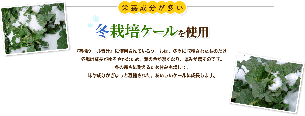栄養成分が多い冬栽培ケールを使用