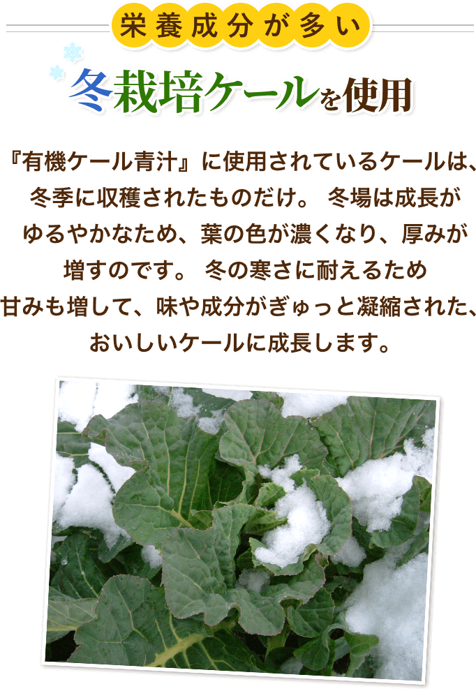 栄養成分が多い冬栽培ケールを使用