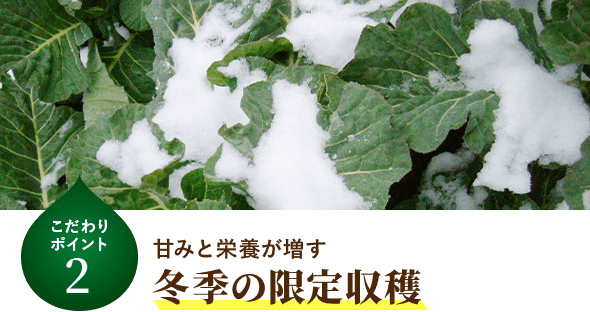 甘みと栄養が増す 冬季の限定収穫