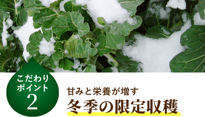 甘みと栄養が増す 冬季の限定収穫