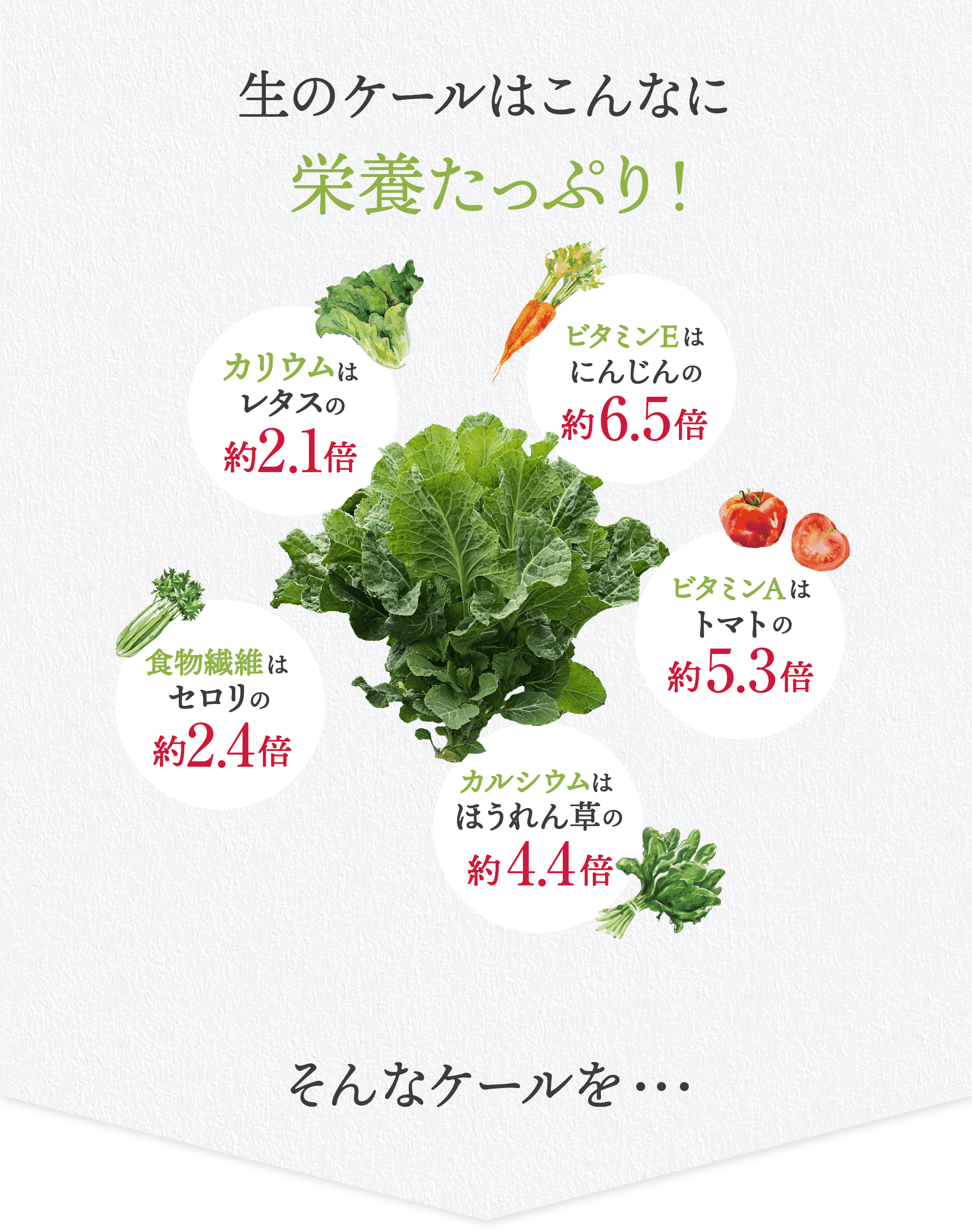 生のケールはこんなに栄養たっぷり
