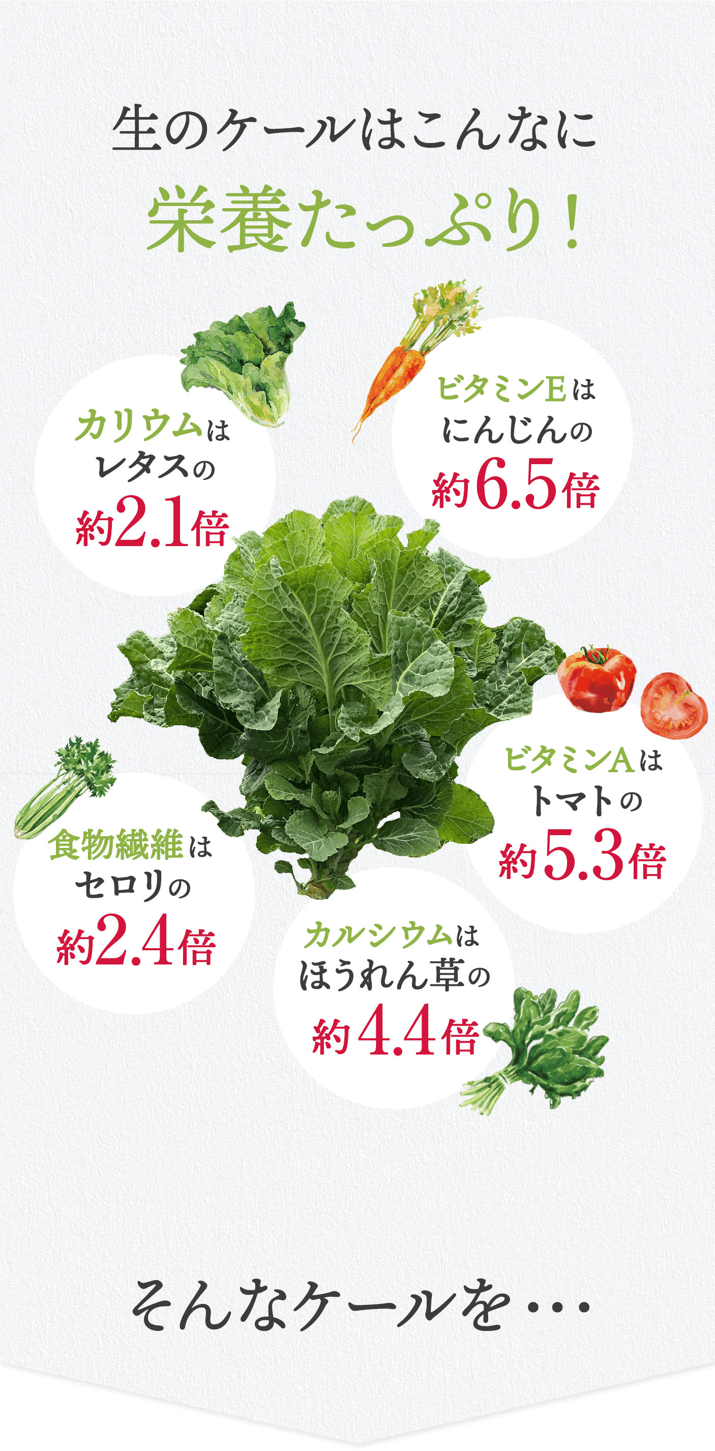 生のケールはこんなに栄養たっぷり