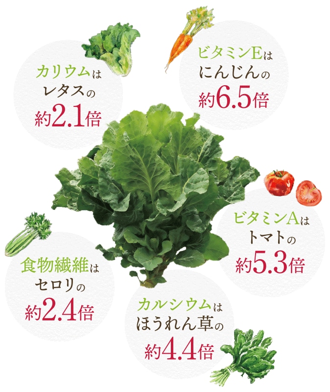 β-カロテンは人参の約2.2倍 カリウムはレタスの約2.1倍 ビタミンCはトマトの約5.4倍 食物繊維はセロリの約2.4倍 カルシウムはほうれん草の約4.4倍