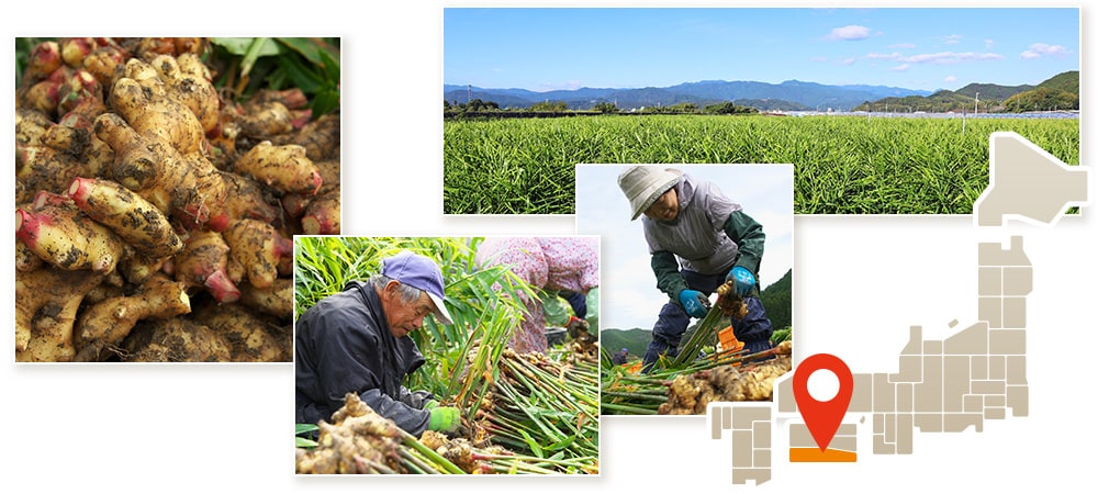 高知県のしょうが「黄金の里」