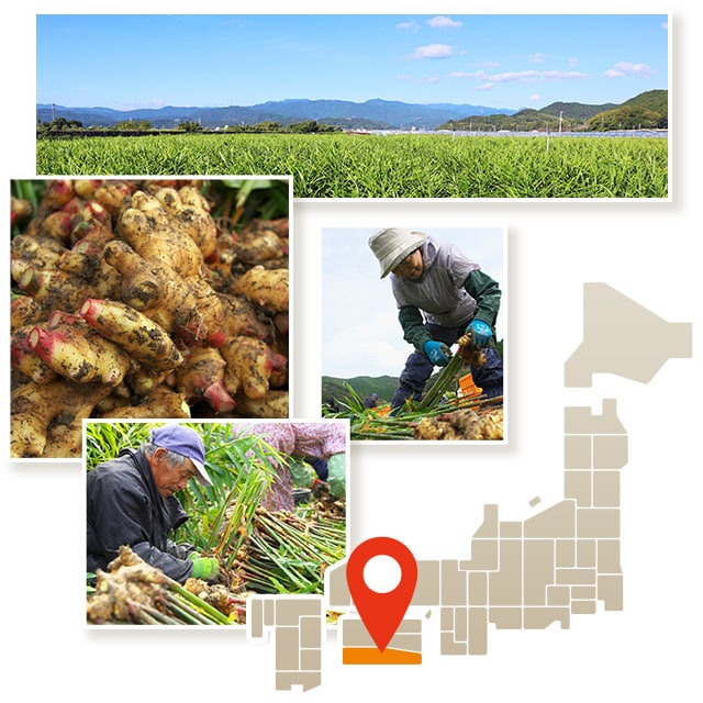 高知県のしょうが「黄金の里」